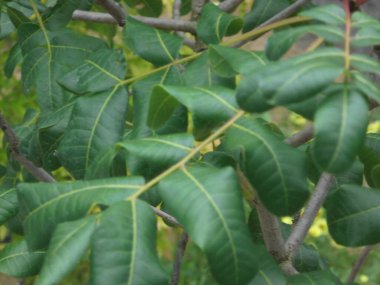 Parktaki bir ağacın çok güzel yeşil yaprakları