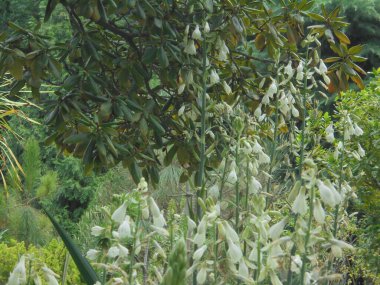 Parkta çok güzel beyaz çiçekler çanları