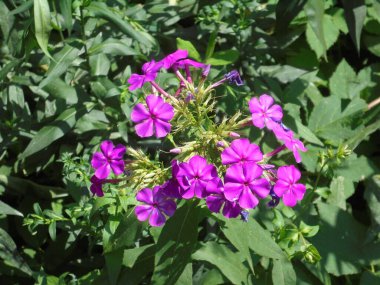  Bahçedeki çok güzel çiçek açan çalılar..