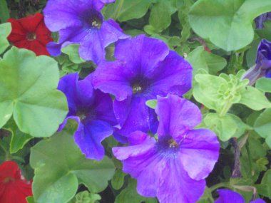 Çok güzel kadifemsi mor çan şeklinde çiçekler.