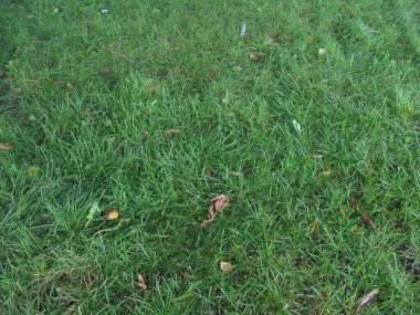 İlkbahar, yaz ve sonbaharda yeşil çimenler