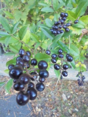 Böğürtlenli çok ilginç ve güzel yeşil çalı