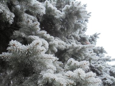 karla kaplı güzel çam ağacı dalları
