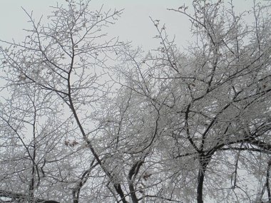 karla kaplı güzel ağaç dalları