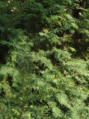 Çok güzel yeşil ladin dalları