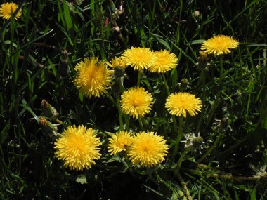 güzel sarı çiçekler yeşil çimlerde karahindibalar