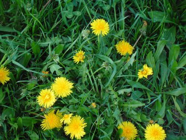 güzel sarı çiçekler yeşil çimlerde karahindibalar