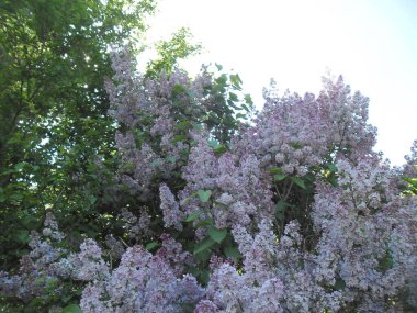 Çok güzel taze leylak çalısı.