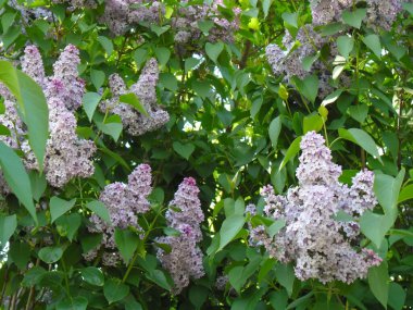 Çok güzel taze leylak çalısı.