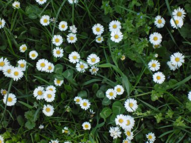 Güzel papatya çiçekleri yeşil çimlerde