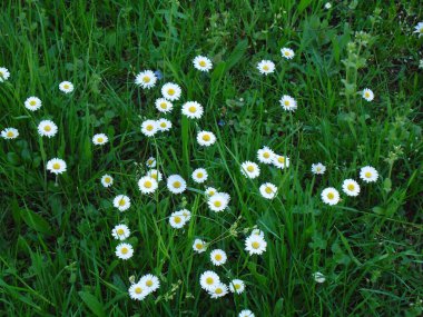Güzel papatya çiçekleri yeşil çimlerde