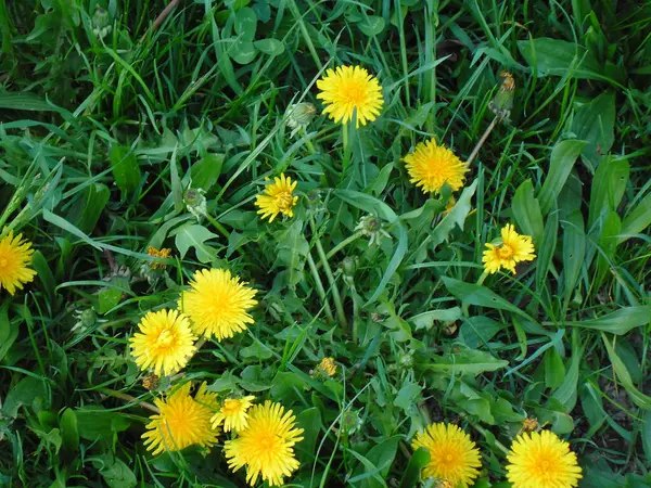 güzel sarı çiçekler yeşil çimlerde karahindibalar