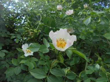 Bahçedeki güzel bitki