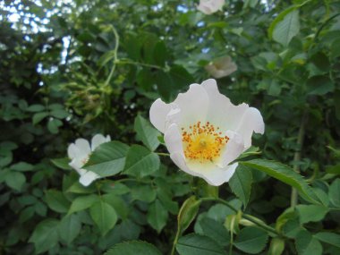 Bahçedeki güzel bitki