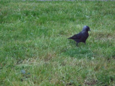 Güzel siyah ve gri kuş çimlerin üzerinde