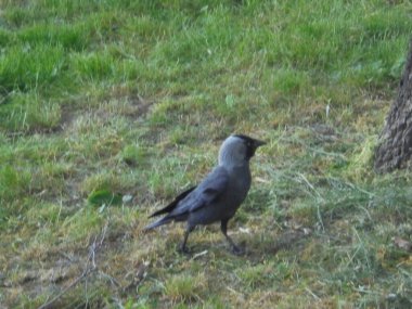 Güzel siyah ve gri kuş çimlerin üzerinde