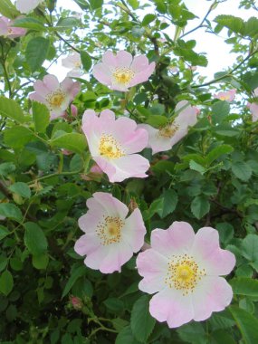 Bahçedeki güzel bitki