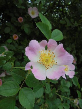 Bahçedeki güzel bitki