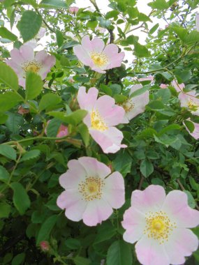 Bahçedeki güzel bitki