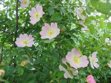 Bahçedeki güzel bitki