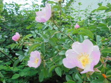 Bahçedeki güzel bitki