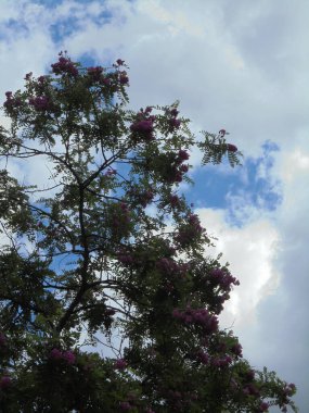 Gökyüzüne karşı güzel bir ağaç, Gökyüzüne karşı pembe çiçekli güzel bir ağaç