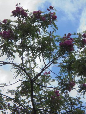 Gökyüzüne karşı güzel bir ağaç, Gökyüzüne karşı pembe çiçekli güzel bir ağaç
