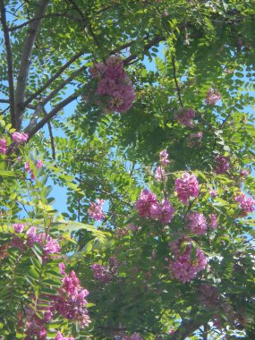 Gökyüzüne karşı güzel bir ağaç, Gökyüzüne karşı pembe çiçekli güzel bir ağaç