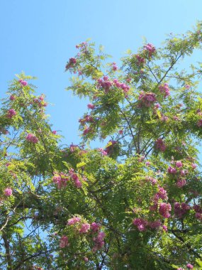 Gökyüzüne karşı güzel bir ağaç, Gökyüzüne karşı pembe çiçekli güzel bir ağaç