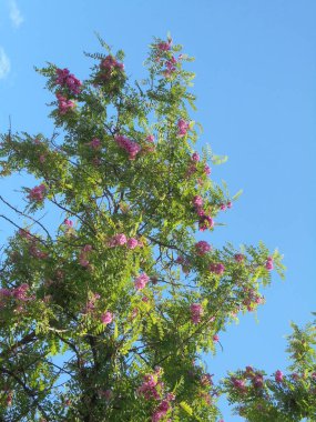 Gökyüzüne karşı güzel bir ağaç, Gökyüzüne karşı pembe çiçekli güzel bir ağaç