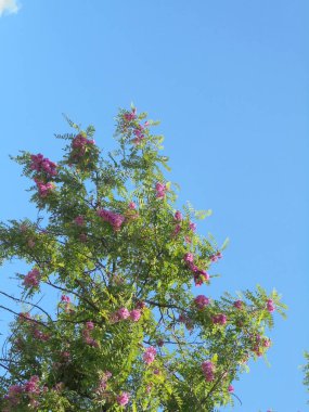 Gökyüzüne karşı güzel bir ağaç, Gökyüzüne karşı pembe çiçekli güzel bir ağaç