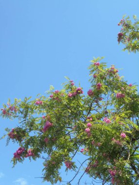 Gökyüzüne karşı güzel bir ağaç, Gökyüzüne karşı pembe çiçekli güzel bir ağaç