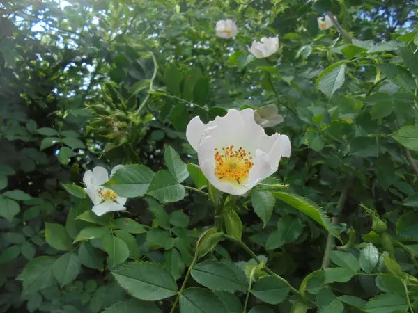 Bahçedeki güzel bitki