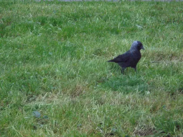 Güzel siyah ve gri kuş çimlerin üzerinde