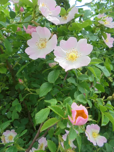 Bahçedeki güzel bitki