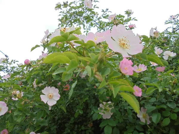 Bahçedeki güzel bitki