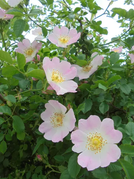 Bahçedeki güzel bitki