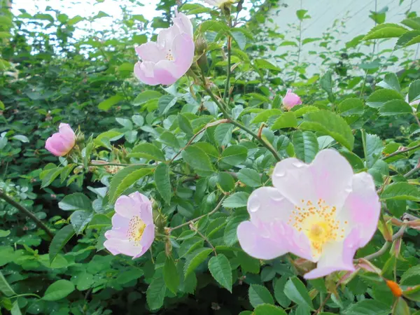 Bahçedeki güzel bitki