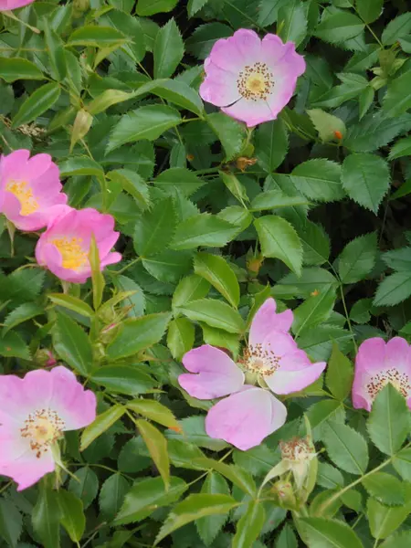 Bahçedeki güzel bitki