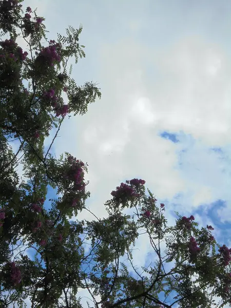 Gökyüzüne karşı güzel bir ağaç, Gökyüzüne karşı pembe çiçekli güzel bir ağaç