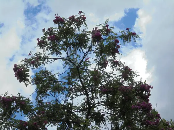 Gökyüzüne karşı güzel bir ağaç, Gökyüzüne karşı pembe çiçekli güzel bir ağaç