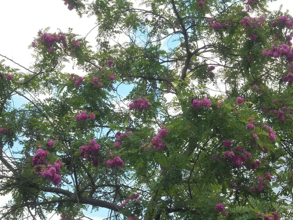 Gökyüzüne karşı güzel bir ağaç, Gökyüzüne karşı pembe çiçekli güzel bir ağaç