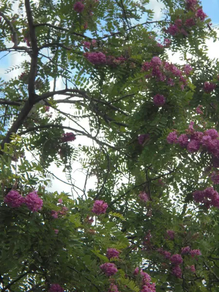 Gökyüzüne karşı güzel bir ağaç, Gökyüzüne karşı pembe çiçekli güzel bir ağaç