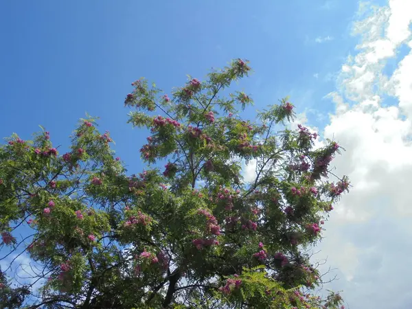Gökyüzüne karşı güzel bir ağaç, Gökyüzüne karşı pembe çiçekli güzel bir ağaç