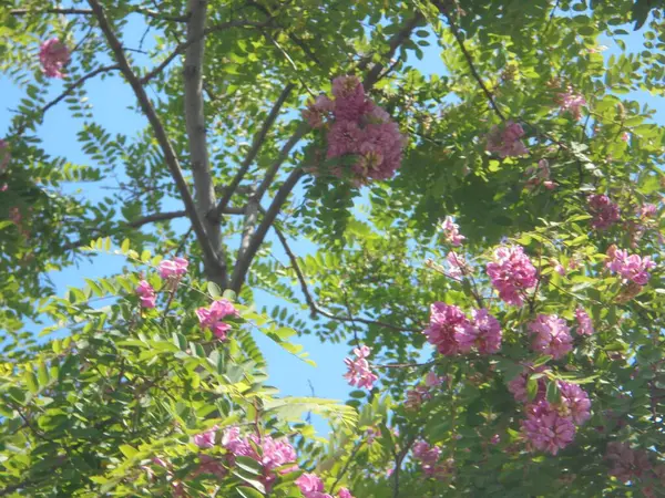 Gökyüzüne karşı güzel bir ağaç, Gökyüzüne karşı pembe çiçekli güzel bir ağaç