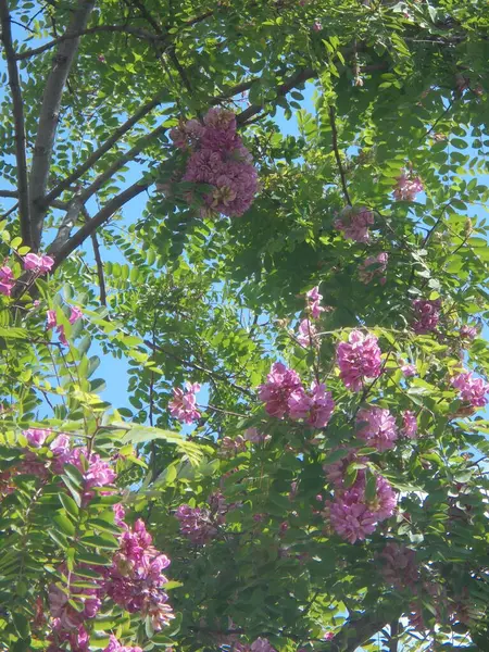 Gökyüzüne karşı güzel bir ağaç, Gökyüzüne karşı pembe çiçekli güzel bir ağaç