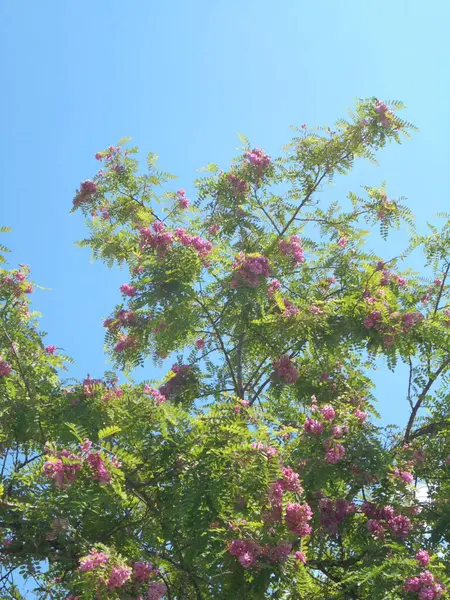 Gökyüzüne karşı güzel bir ağaç, Gökyüzüne karşı pembe çiçekli güzel bir ağaç