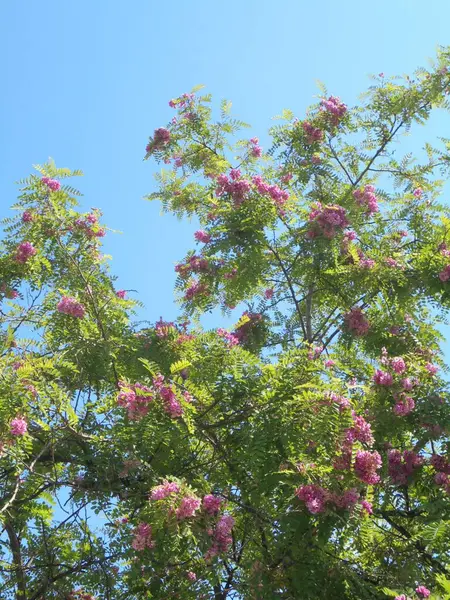 Gökyüzüne karşı güzel bir ağaç, Gökyüzüne karşı pembe çiçekli güzel bir ağaç
