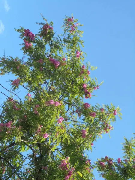 Gökyüzüne karşı güzel bir ağaç, Gökyüzüne karşı pembe çiçekli güzel bir ağaç