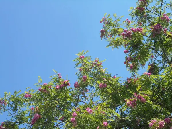 Gökyüzüne karşı güzel bir ağaç, Gökyüzüne karşı pembe çiçekli güzel bir ağaç